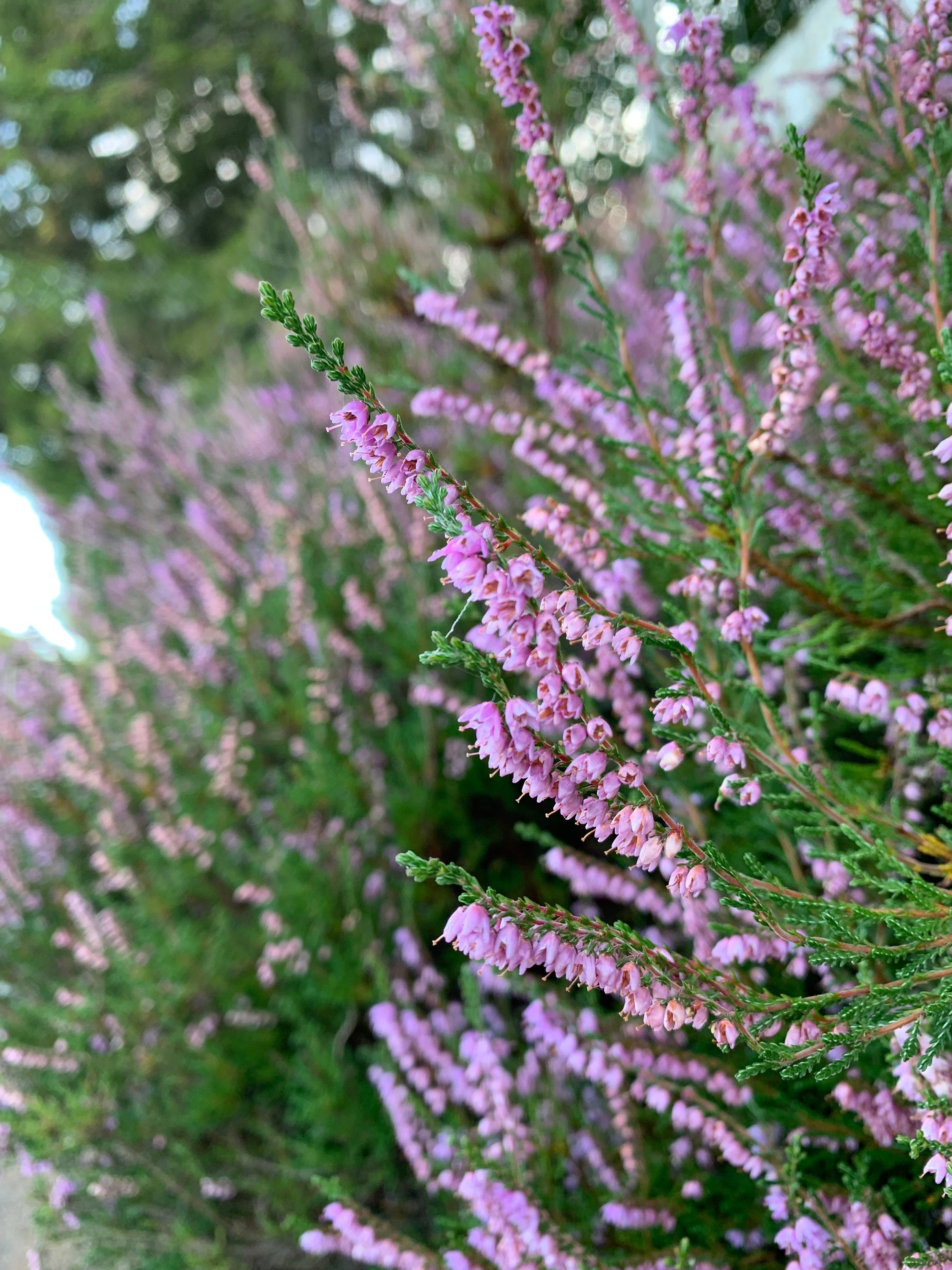 Healing Botanicals: The Historical Use of Heather and Horsetail in Medical Herbalism